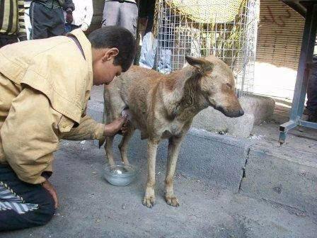 In desperation, a boy in Yarmouk tries to milk a dog to provide food for his baby brother (February 2014)